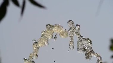 Bahçedeki güzel, taze çiçekler