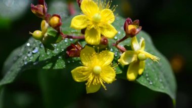 Bahçedeki güzel, taze çiçekler