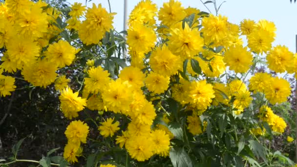 Hermosas Flores Frescas Jardín — Vídeos de Stock