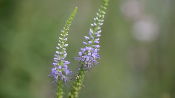 Belles Fleurs Fraîches Dans Jardin — Video