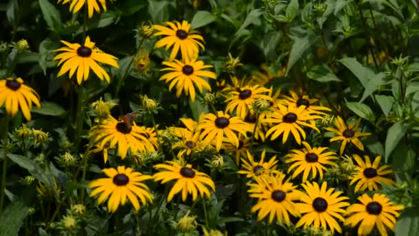 Vackra Färska Blommor Trädgården — Stockvideo