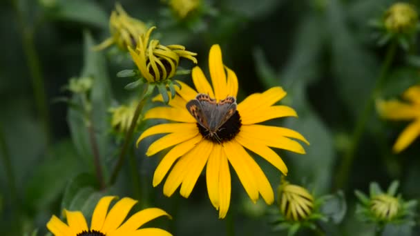 Belles fleurs fraîches dans le jardin 