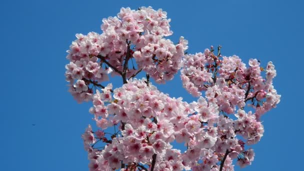 Vackra Färska Blommor Trädgården — Stockvideo