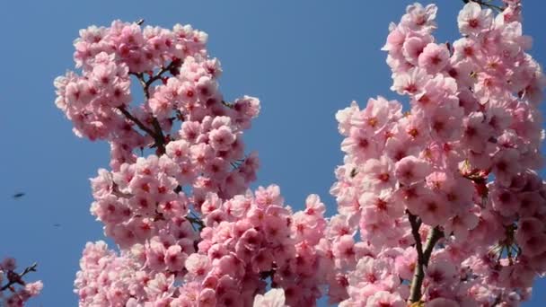 Hermosas Flores Frescas Jardín — Vídeos de Stock