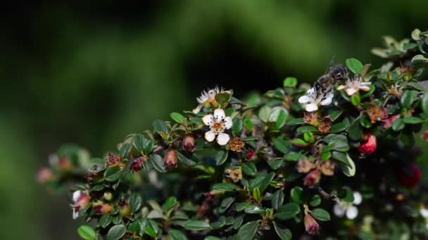 Hermosas Flores Frescas Jardín — Vídeo de stock