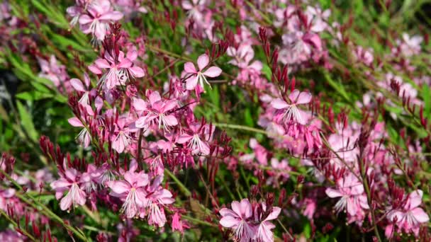 Schöne Frische Blumen Garten — Stockvideo