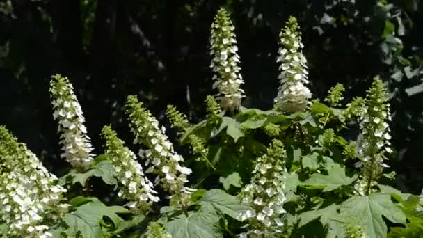 Bellissimi Fiori Freschi Giardino — Video Stock