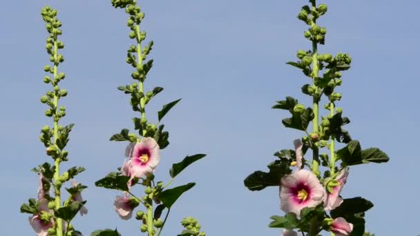 Lindas Flores Frescas Jardim — Vídeo de Stock