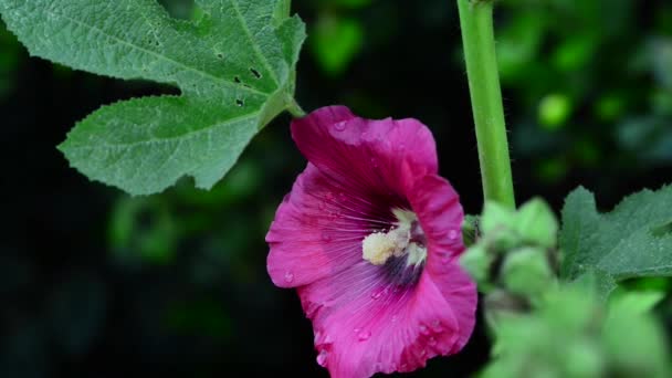 Lindas Flores Frescas Jardim — Vídeo de Stock