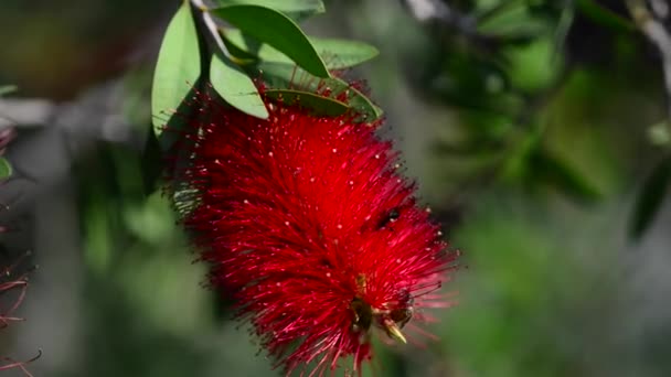 Hermosas Flores Frescas Jardín — Vídeos de Stock