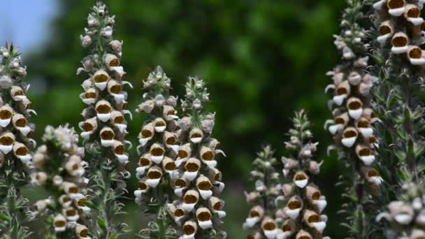 Vackra Färska Blommor Trädgården — Stockvideo