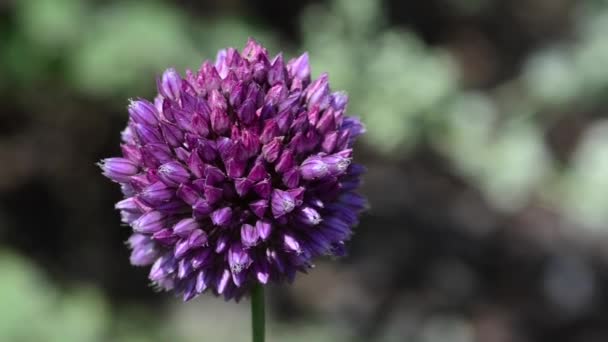 Vackra Färska Blommor Trädgården — Stockvideo