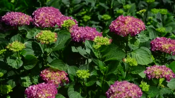 Beautiful, fresh flowers in the garden — Stock Footage Beautiful Fresh Flowers Garden Royalty Free Stock Video
