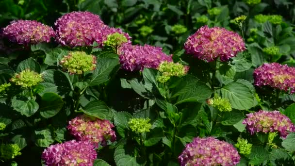 Mooie Frisse Bloemen Tuin — Stockvideo