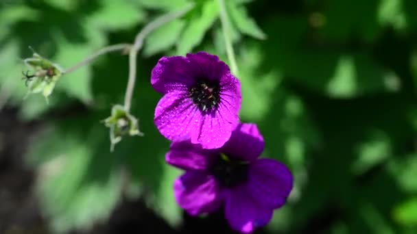 Krásné Čerstvé Květiny Zahradě — Stock video