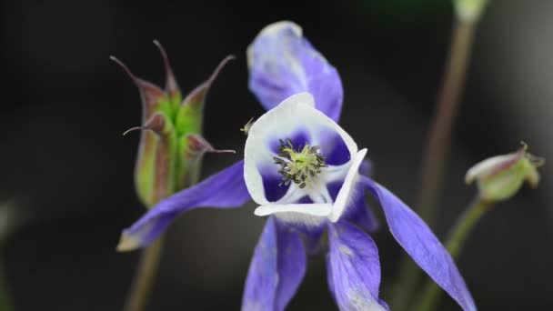 Vackra Färska Blommor Trädgården — Stockvideo