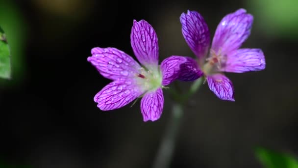 Vackra Färska Blommor Trädgården — Stockvideo