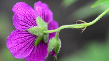 Bahçedeki güzel, taze çiçekler