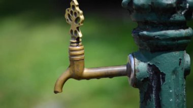 Bahçedeki güzel, taze çiçekler