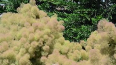 Bahçedeki güzel, taze çiçekler