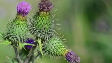 Bahçedeki güzel, taze çiçekler