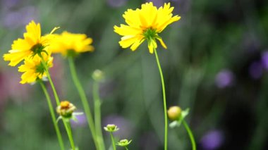 Bahçedeki güzel, taze çiçekler