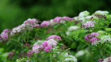 Bahçedeki güzel, taze çiçekler