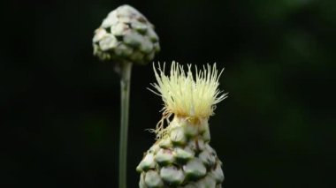 Bahçedeki güzel, taze çiçekler