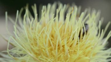 Bahçedeki güzel, taze çiçekler