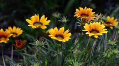 Bahçedeki güzel, taze çiçekler