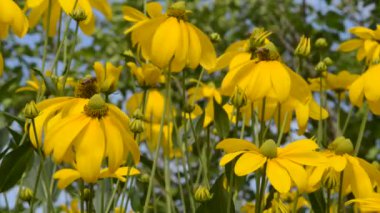 Bahçedeki güzel, taze çiçekler