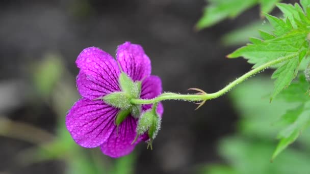 Hermosas Flores Frescas Jardín — Vídeo de stock