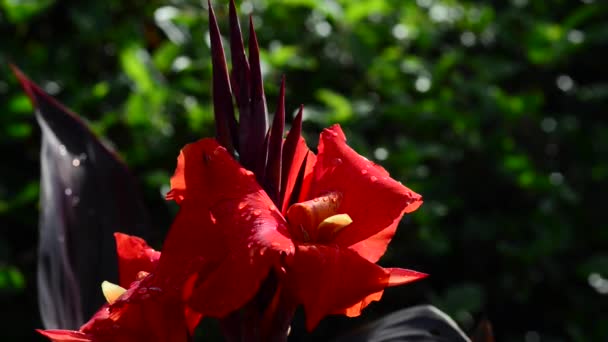 Schöne Frische Blumen Garten — Stockvideo