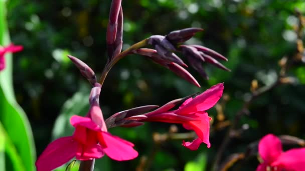 Hermosas Flores Frescas Jardín — Vídeo de stock