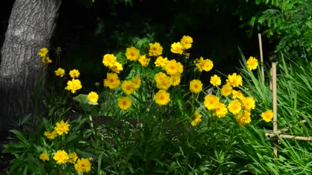 Mooie Frisse Bloemen Tuin — Stockvideo