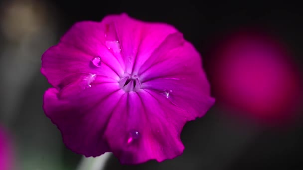Belles Fleurs Fraîches Dans Jardin — Video