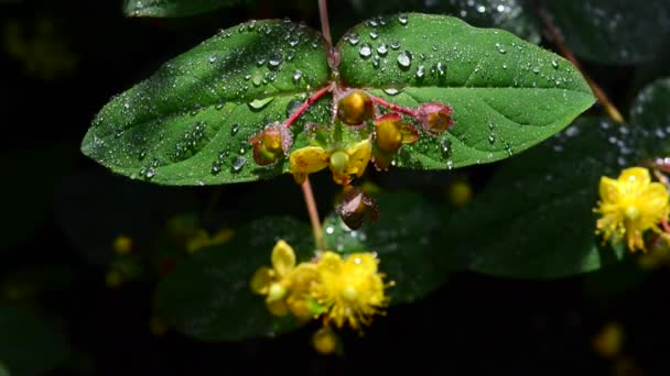 Hermosas Flores Frescas Jardín — Vídeos de Stock