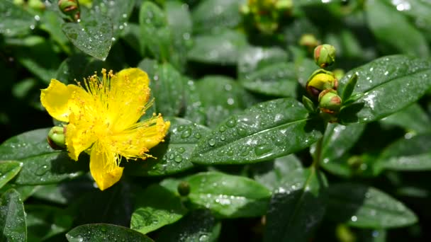 Vackra Färska Blommor Trädgården — Stockvideo