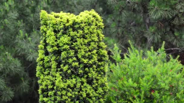 Beautiful, fresh flowers in the garden — Stock Footage Beautiful Fresh Flowers Garden Royalty Free Stock Footage