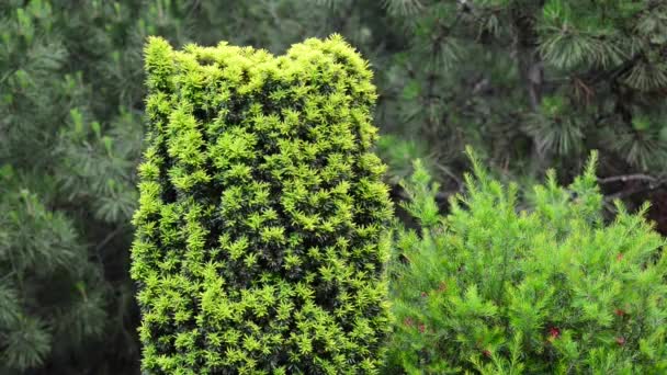 Hermosas Flores Frescas Jardín — Vídeo de stock