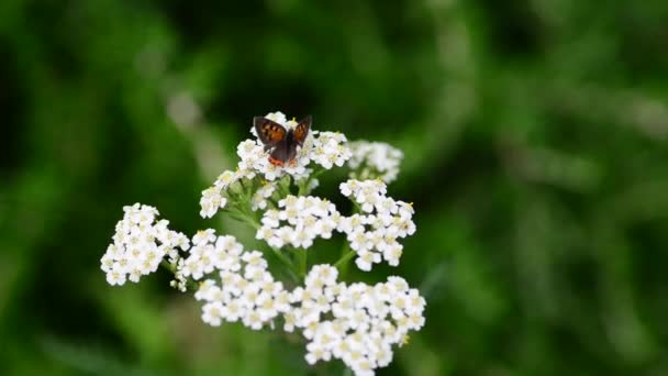 Belles Fleurs Fraîches Dans Jardin — Video