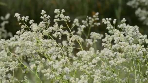 Belles Fleurs Fraîches Dans Jardin — Video