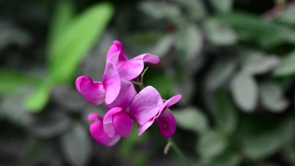 Hermosas Flores Frescas Jardín — Vídeos de Stock