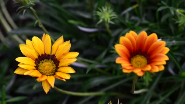 Bahçedeki Güzel Taze Çiçekler — Stok video