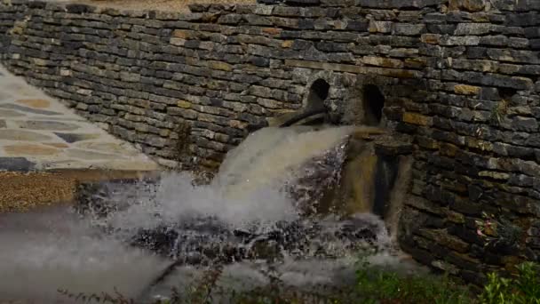 Bahçedeki Güzel Taze Çiçekler — Stok video