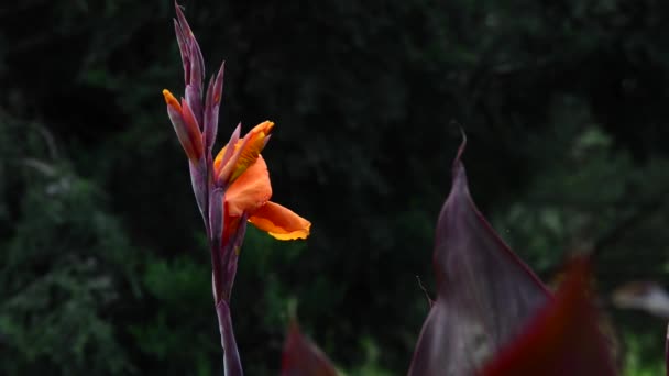 Hermosas Flores Frescas Jardín — Vídeo de stock