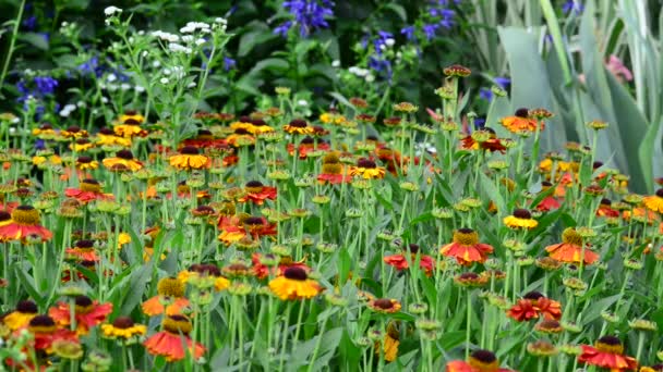 Vackra Färska Blommor Trädgården — Stockvideo