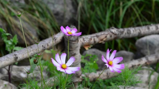 Belles Fleurs Fraîches Dans Jardin — Video