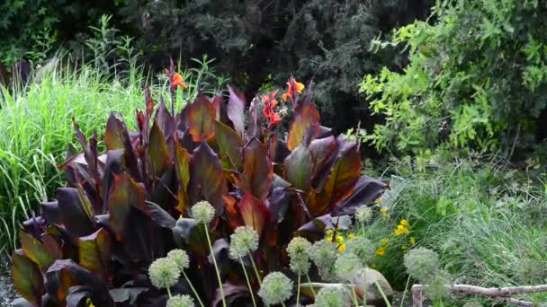 Belles Fleurs Fraîches Dans Jardin — Video