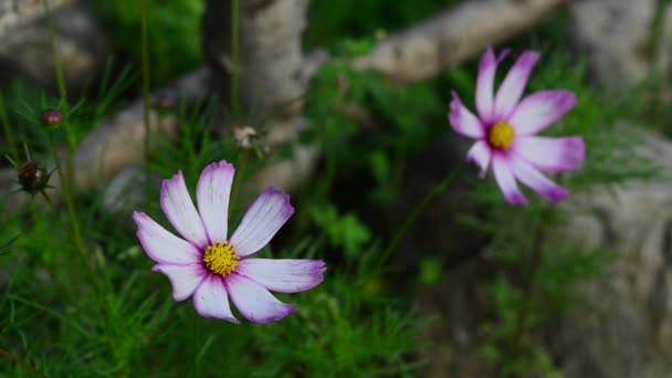 Hermosas Flores Frescas Jardín — Vídeo de stock